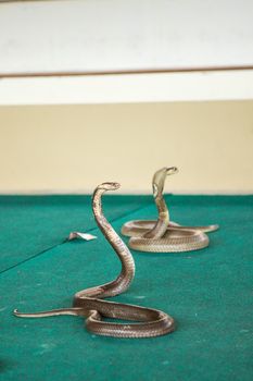 a trained Cobra on show at the circus