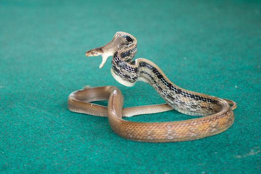 Pattaya, Thailand show snakes by playing with a snake during the show