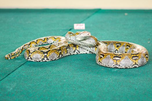 Pattaya, Thailand show snakes by playing with a snake during the show