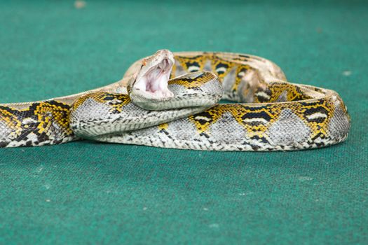 Pattaya, Thailand show snakes by playing with a snake during the show