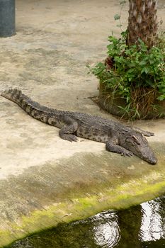 The Thailand crocodile farm and zoo in Patong