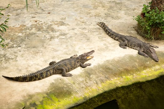 The Thailand crocodile farm and zoo in Patong