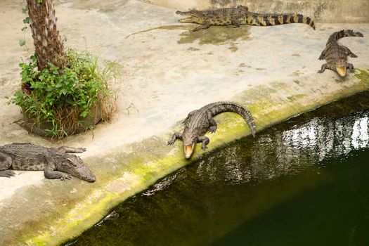 The Thailand crocodile farm and zoo in Patong