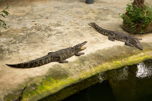 The Thailand crocodile farm and zoo in Patong