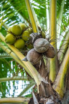 coconut tree with brown coconut