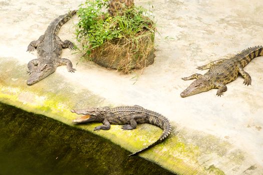 The Thailand crocodile farm and zoo in Patong