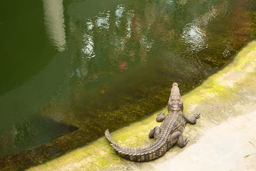 The Thailand crocodile farm and zoo in Patong