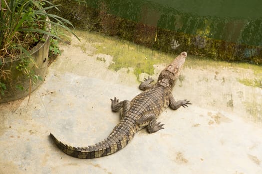 The Thailand crocodile farm and zoo in Patong