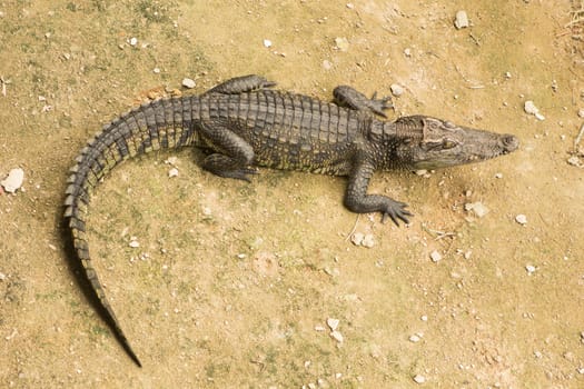 The Thailand crocodile farm and zoo in Patong