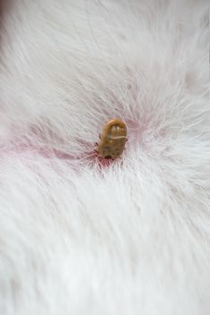 tick on a dog skin