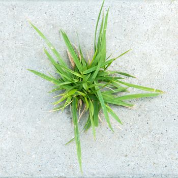 green grass on concrete background