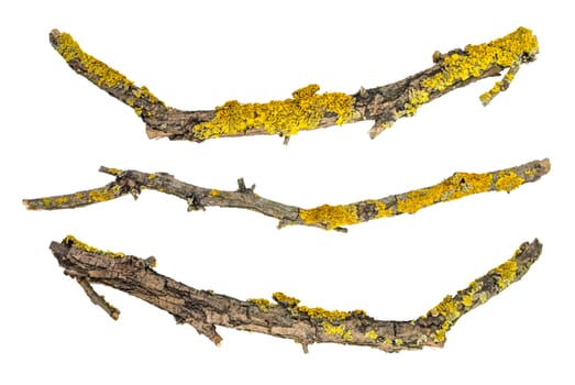 dry branches of trees covered with lichen