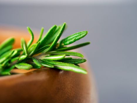 Fresh rosemary herbs on dark background with copy space. Culinary healthy aromatic spicy herbs. Shallow DOF. Extreme close up.