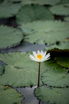 white water lily flowers in pond