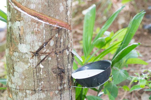 This bowl hanging from the heveatree, collects his white liquid to the tires and other manufactures.