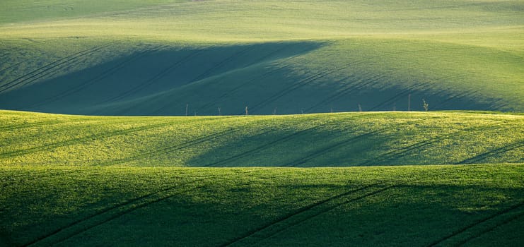 Spring green fields. Beautiful wavy spring view. Spring rolling landscape of South Moravia