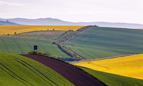 Spring farmland on hills of South Moravia. Czech green and yellow spring fields. Rural agriculture scene