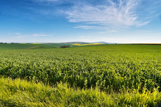 Spring farmland on hills of South Moravia. Czech green and yellow spring fields. Rural agriculture scene