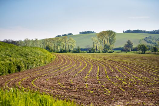 Spring arable land. Spring wavy agriculture scene. Rural landscape of South Moravia