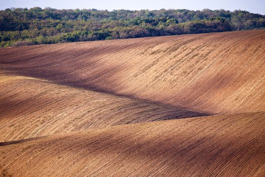 Spring arable land. Spring wavy agriculture scene. Rural landscape of South Moravia