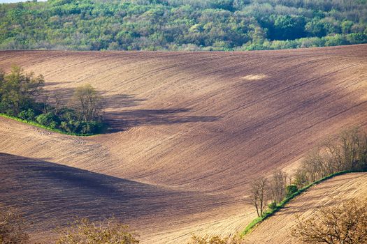Spring arable land. Spring wavy agriculture scene. Rural landscape of South Moravia