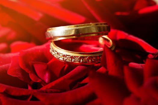 wedding rings on a background of red rose.Wedding rings on red rose