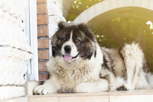 Adult Caucasian Shepherd dog. Fluffy Caucasian shepherd dog is lying on the ground