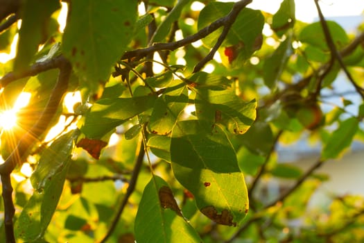 sunlight through the leaves on the trees. rays of the  sun shining through the green foliage of the trees