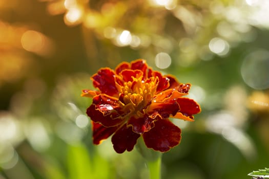 marigolds flowers with water dropws. Marigold flower in the sunlight