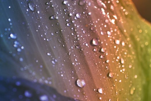 background of dew drops on brightleaf.  leaf with dew drops closeup. Nature Background