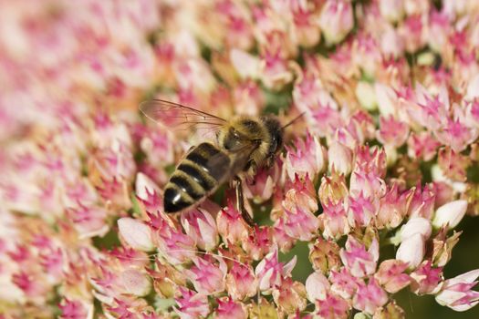 Bee on a flower of the Sedum (Stonecrop) in blossom. Macro of honey bee (Apis) feeding on pink (rose) flower
