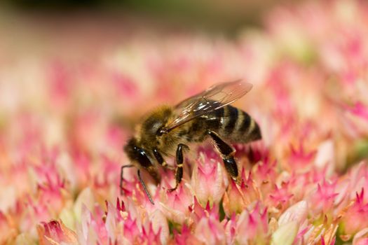 Bee on a flower of the Sedum (Stonecrop) in blossom. Macro of honey bee (Apis) feeding on pink (rose) flower