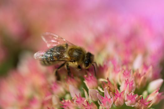 Bee on a flower of the Sedum (Stonecrop) in blossom. Macro of honey bee (Apis) feeding on pink (rose) flower