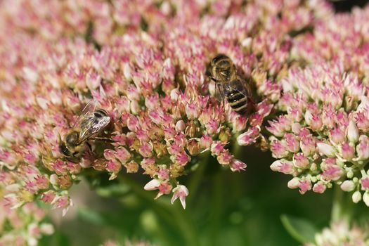 Bee on a flower of the Sedum (Stonecrop) in blossom. Macro of honey bee (Apis) feeding on pink (rose) flower. two beies and autumn flower