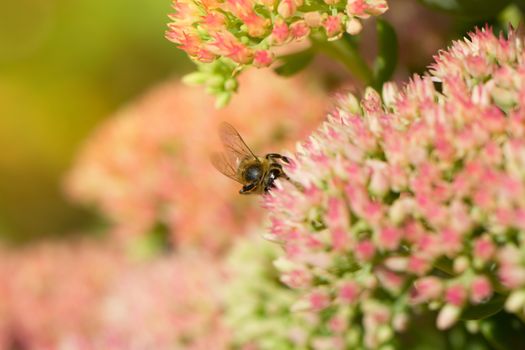 Bee on a flower of the Sedum (Stonecrop) in blossom. Macro of honey bee (Apis) feeding on pink (rose) flower