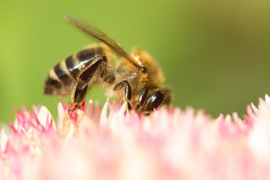 Bee on a flower of the Sedum (Stonecrop) in blossom. Macro of honey bee (Apis) feeding on pink (rose) flower