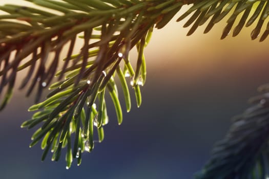 A young light green fir branch with raindrops on the needles, close up. Young shoots of spruce trees after rain 