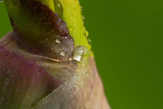 wet iris flower after rain with rain drops on leafs