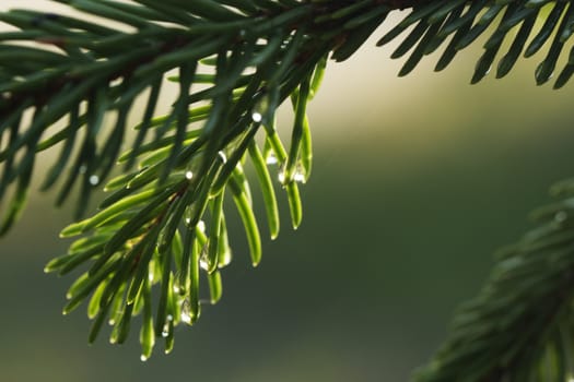 A young light green fir branch with raindrops on the needles, close up. Young shoots of spruce trees after rain 