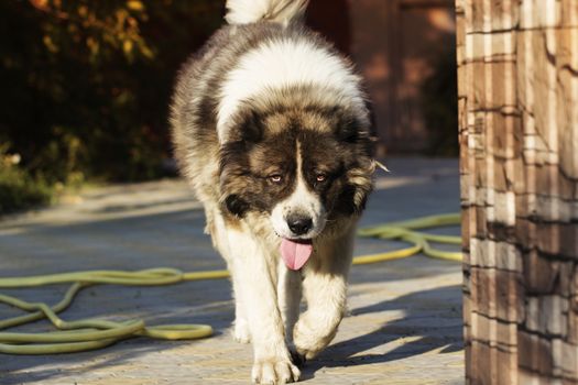 Adult Caucasian Shepherd dog. Fluffy Caucasian shepherd dog in the yard