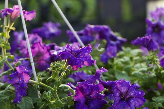 a purple (violet) flower in water drop.  a purple petunia flower