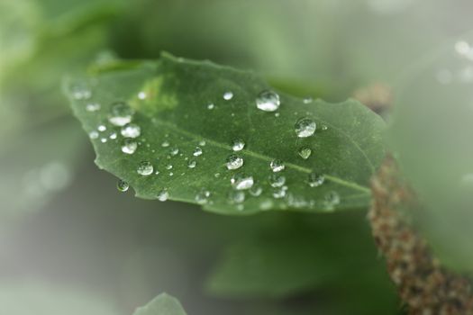 background of dew drops on  green leaf. green leaf with dew drops closeup. Nature Background