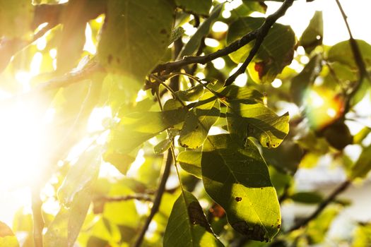 sunlight through the leaves on the trees. rays of the  sun shining through the green foliage of the trees