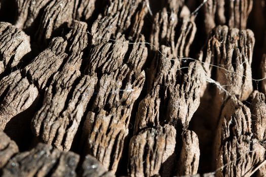 close up old wood texture for background.texture of tree stump.