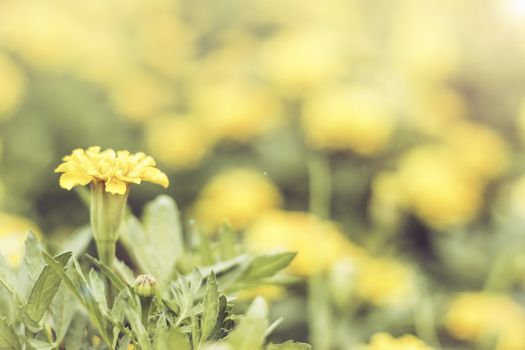 Selective focus flowers background. Amazing view of colorful  flowering in the garden and green grass landscape at Summer day