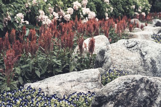 Selective focus flowers background. Amazing view of colorful  flowering in the garden and green grass landscape at Winter day