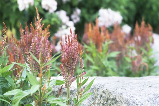 Selective focus flowers background. Amazing view of colorful  flowering in the garden and green grass landscape at Winter day