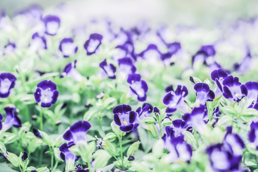 Selective focus flowers background. Amazing view of colorful  flowering in the garden and green grass landscape at Winter day