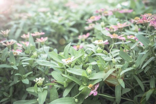 Selective focus flowers background. Amazing view of colorful  flowering in the garden and green grass landscape at Winter day