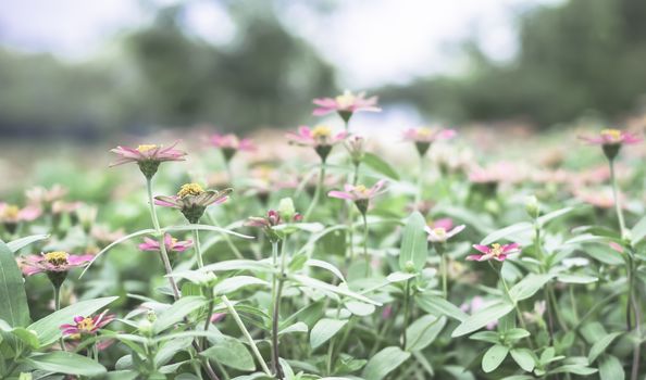 Selective focus flowers background. Amazing view of colorful  flowering in the garden and green grass landscape at Winter day